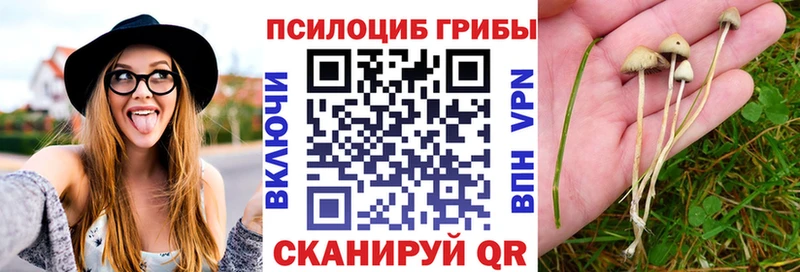купить наркоту  Мезень  Псилоцибиновые грибы мицелий 
